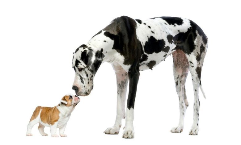 از دانمارکی بزرگ تا چیواوای کوچک، جهشی که باعث تفاوت چشمگیر در اندازه سگ‌ها شده است