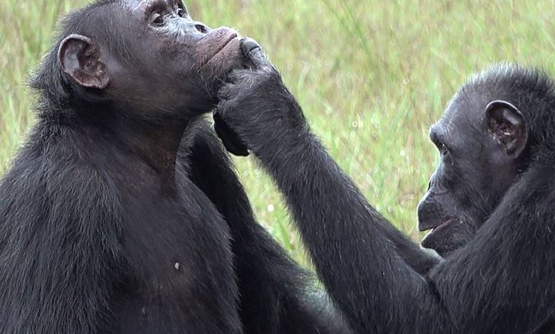 شامپانزه‌ها روی زخم یکدیگر مرهم می‌گذارند