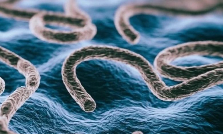 کشف محل اختفای ویروس ابولا در مغز انسان