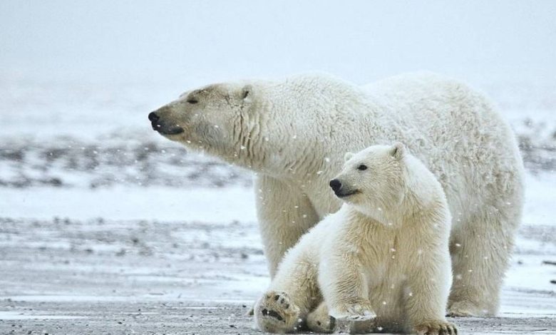 چرا خرسهای قطبی در جنوبگان وجود ندارند؟