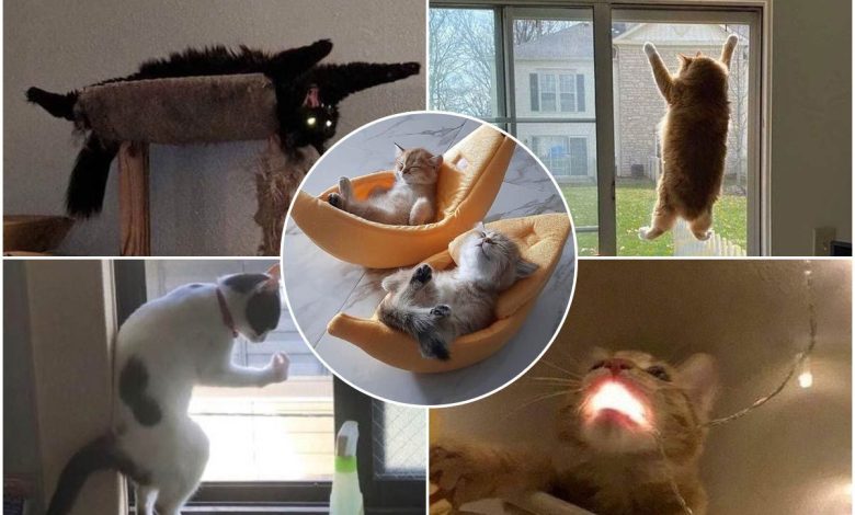 تصاویر جالب از رفتارهای شگفت‌انگیز گربه‌ها