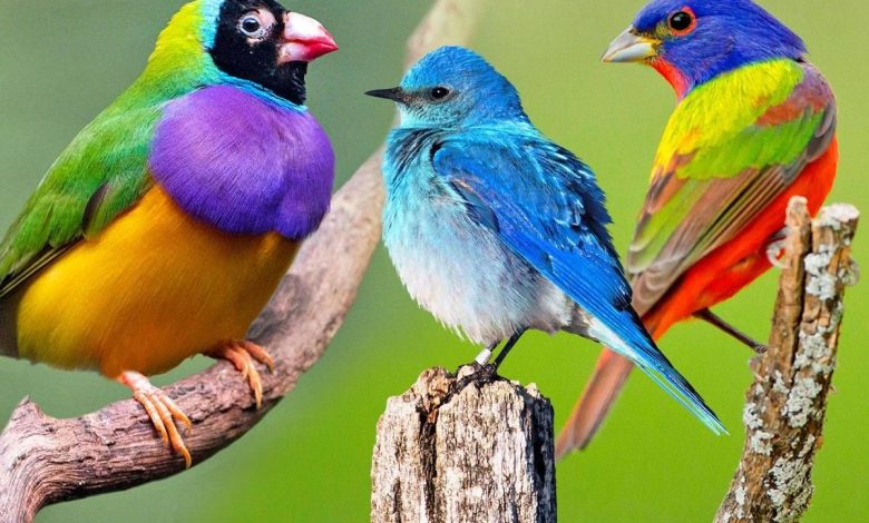 پرندگان آوازخوان با نزدیک‌شدن هرچه بیشتر به استوا رنگارنگ‌تر می‌شوند