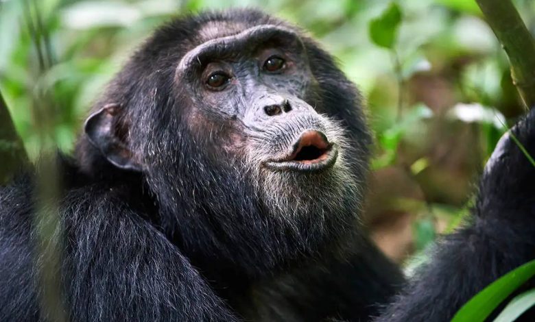 شامپانزه‌ها زبان پنهانی دارند که در مورد آن نمی‌دانستیم