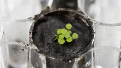 کاشت گیاه در خاک ماه برای نخستین‌بار