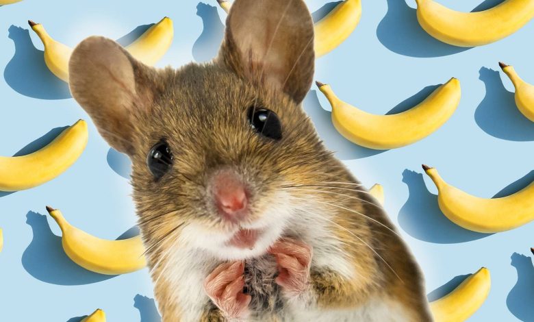 چرا موشهای نر از موز میترسند؟