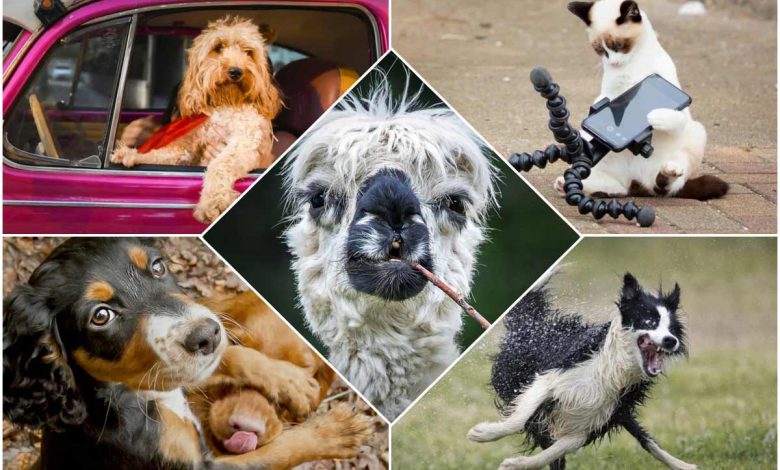 فینالیست‌های مسابقه کمدی عکاسی از حیوانات خانگی ۲۰۲۲