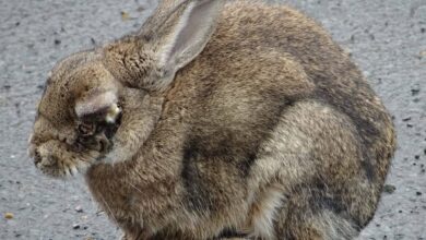 میکسوما، قاتل خرگوش‌ها؛ ویروسی که با گذشت زمان خفیف‌تر نشد