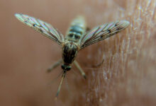 چگونه برخی ویروس‌ها بوی انسان را برای پشه‌ها جذاب‌تر می‌کنند؟