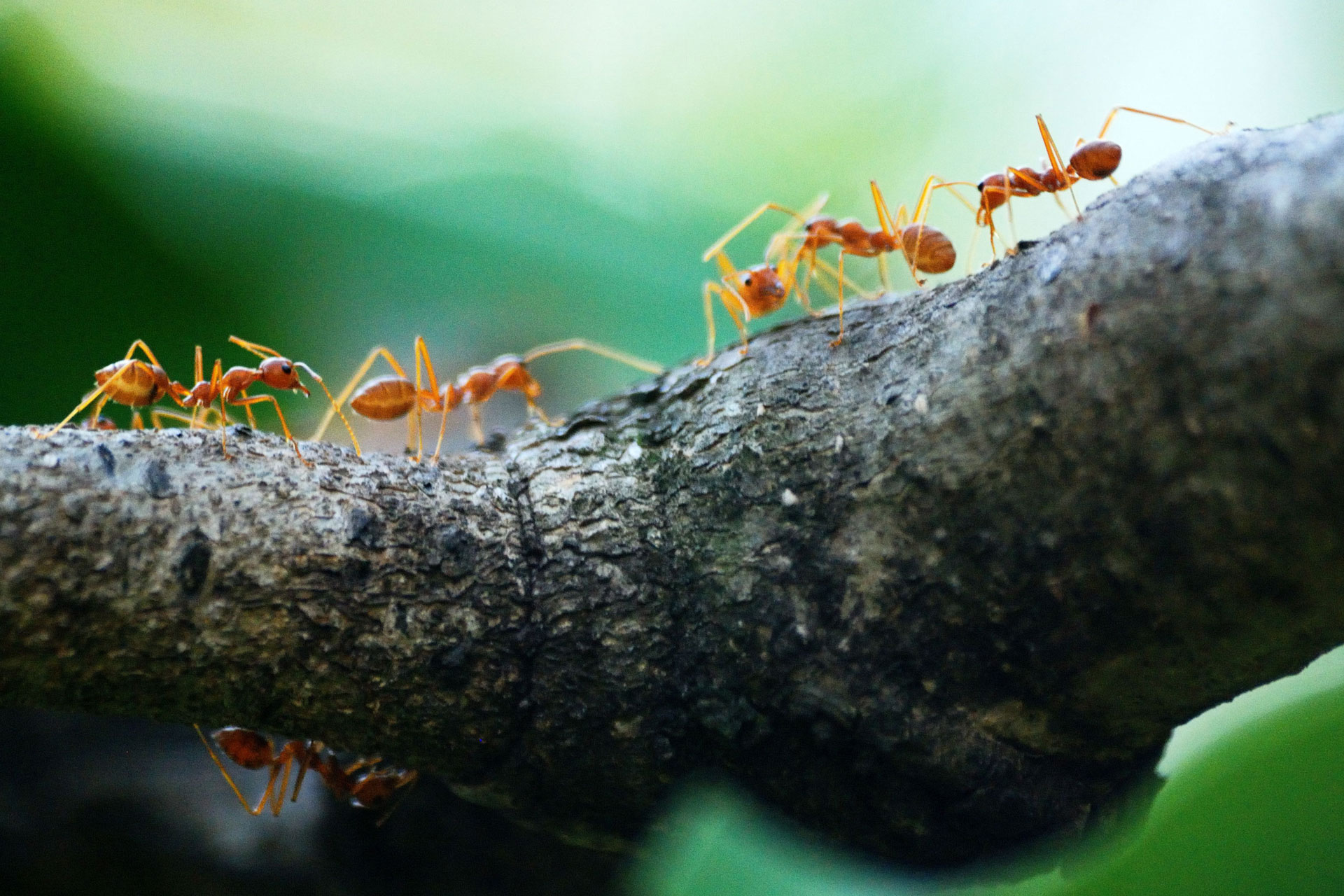 از کلونی مورچه‌ها تا سوسک‌های حمام؛ حشرات چگونه به درک جایگاه انسان در جهان کمک می‌کنند؟