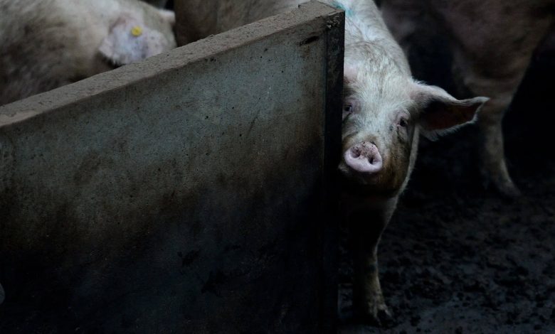 بازگشت از مرگ؛ دانشمندان اندام‌های خوک‌های مرده را احیا کردند