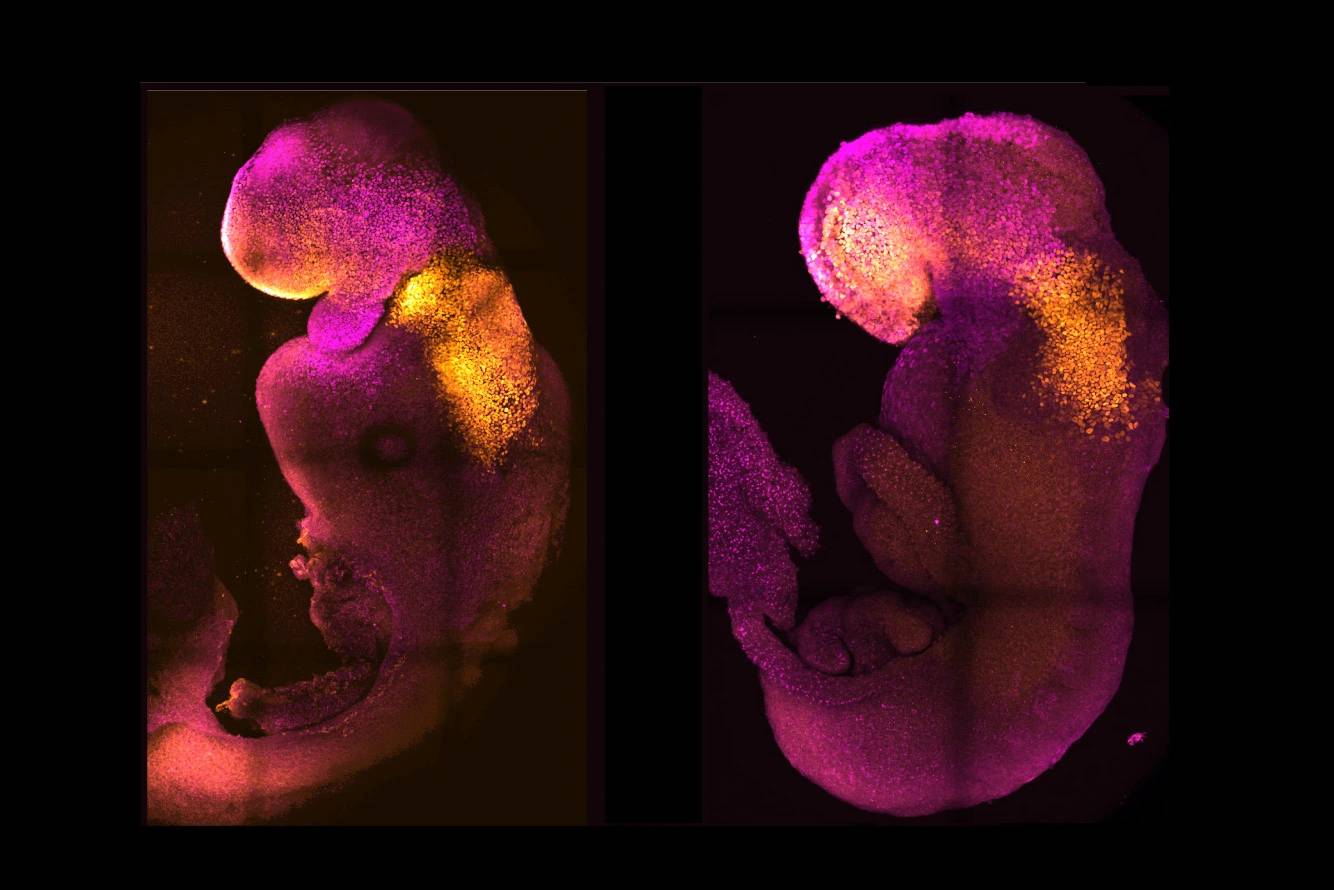دانشمندان بدون استفاده از تخمک و اسپرم رویان موش پرورش دادند