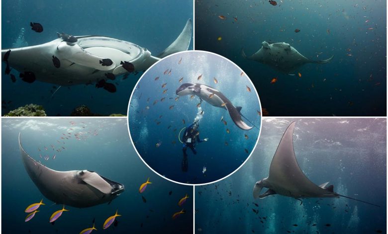 سفره‌ماهی‌های در معرض خطر مانتا در دنیای زیبا و شکننده‌ی زیر آب