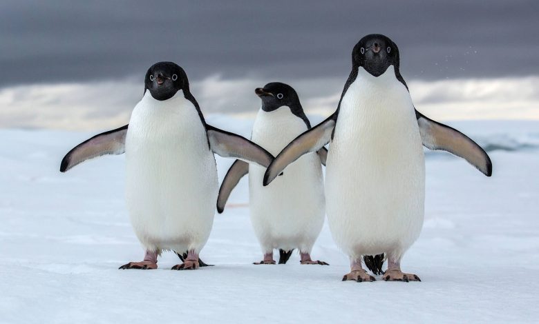 پنگوئن‌ها چگونه قدرت پرواز خود را از دست دادند؟