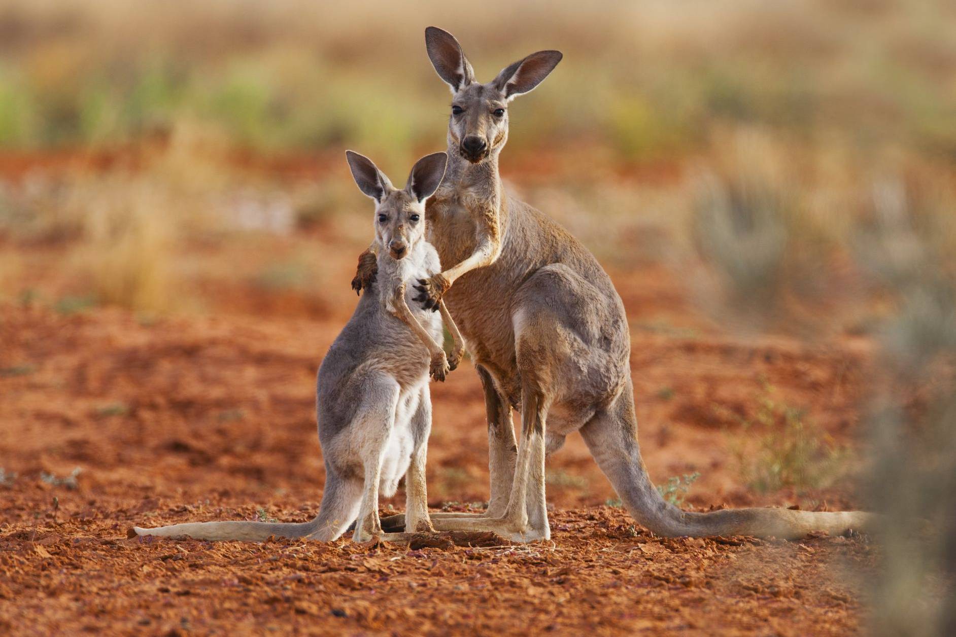 چرا در استرالیا حیوانات کیسه‌دار فراوان وجود دارد؟