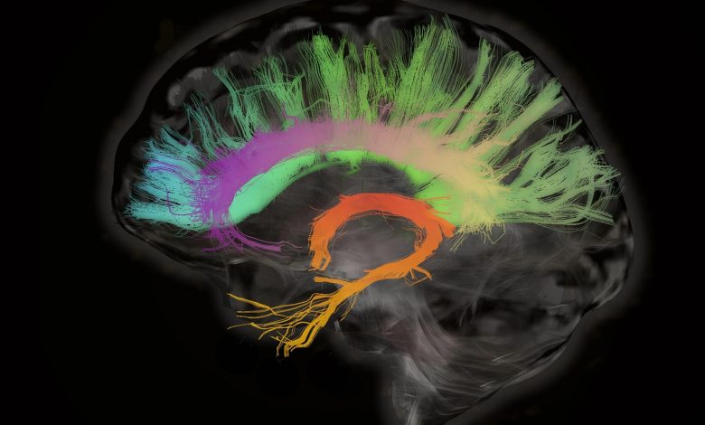 تحریک الکتریکی مغز می‌تواند حافظه افراد مسن را بهبود ببخشد