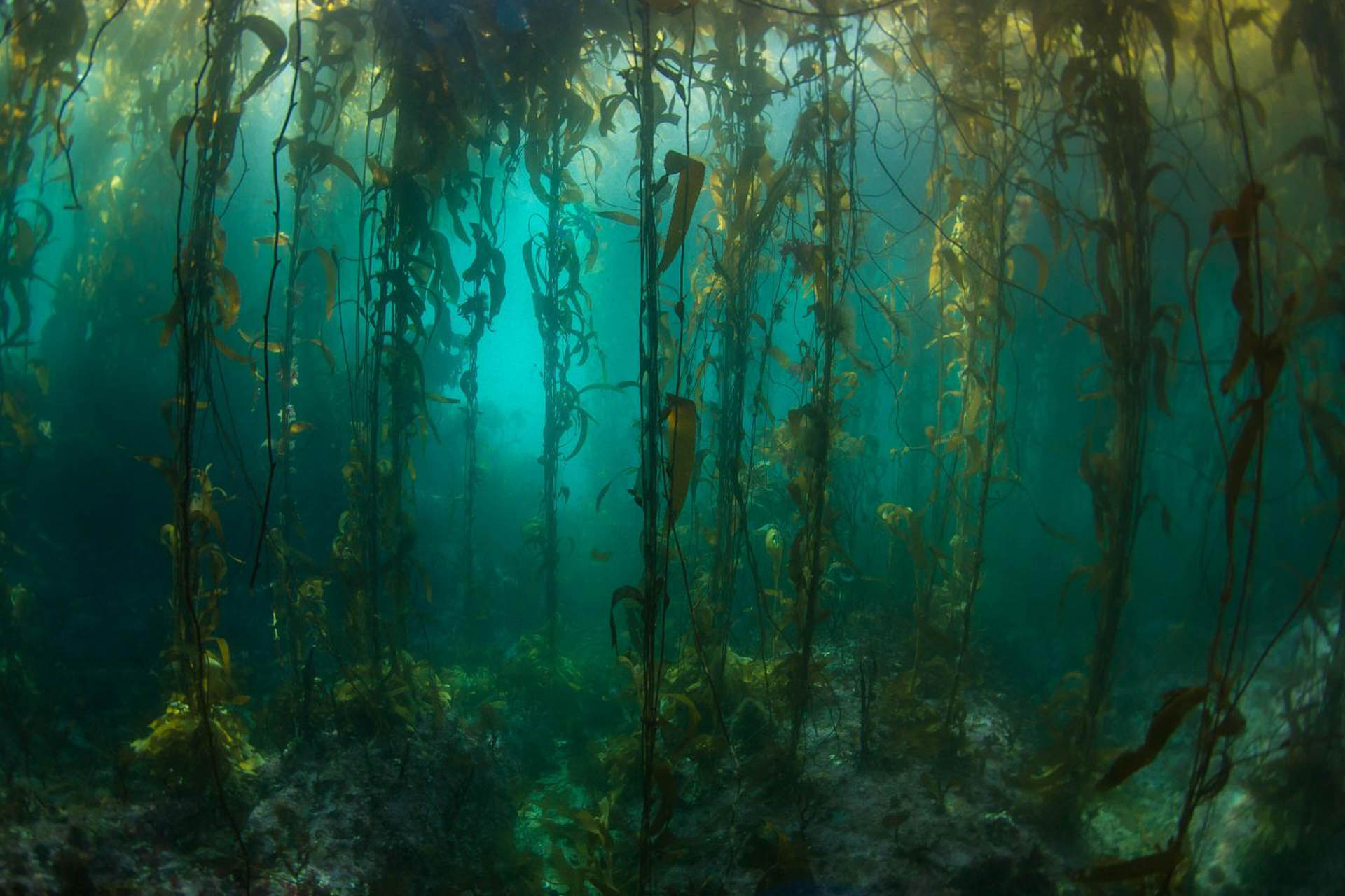 جنگل های اقیانوسی؛ سرزمینی ناشناخته در زیر آب با وسعتی بیشتر از جنگل آمازون