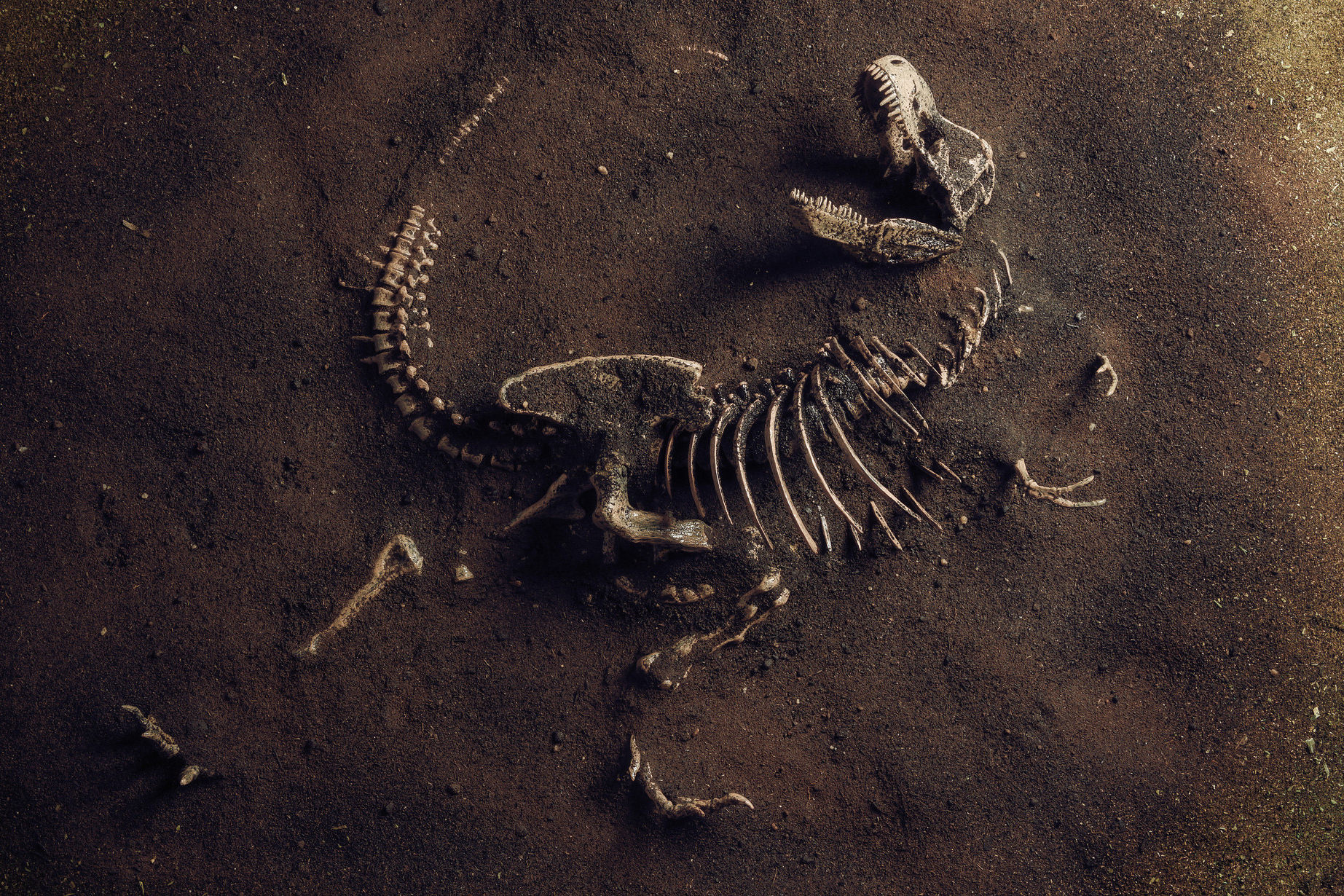 دانشمندان احتمالاً فسیل بزرگ‌ترین دایناسور اروپا را در پرتغال شناسایی کرده‌اند