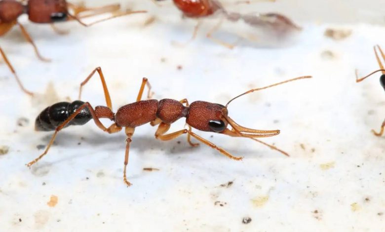 چرا مورچه ملکه پنج برابر بیشتر از کارگران عمر می‌کند؟