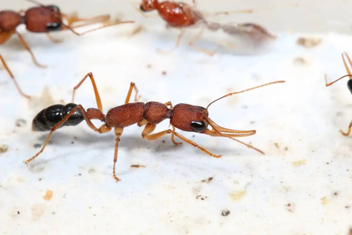چرا مورچه ملکه پنج برابر بیشتر از کارگران عمر می‌کند؟