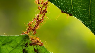 چه تعداد مورچه‌ روی زمین وجود دارد؟