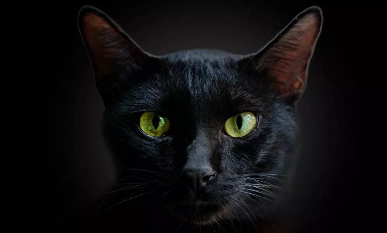 آیا گربه‌ها واقعاً در تاریکی می‌بینند؟