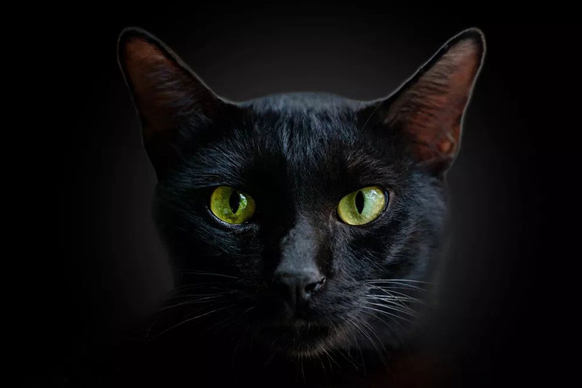 آیا گربه‌ها واقعاً در تاریکی می‌بینند؟