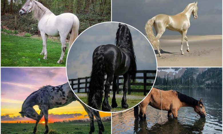 اصیل و پرشکوه؛ زیبایی منحصربه‌فرد نژادهای متفاوت اسب‌