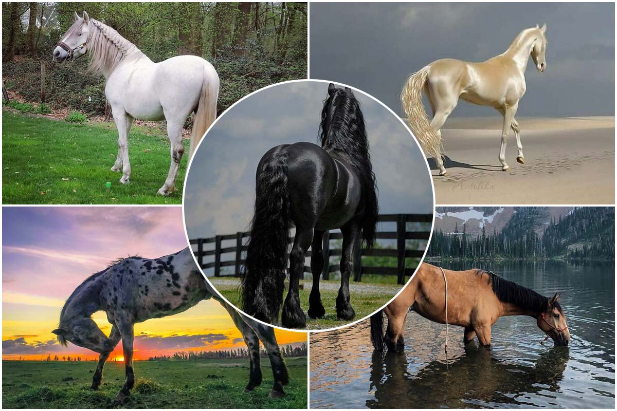 اصیل و پرشکوه؛ زیبایی منحصربه‌فرد نژادهای متفاوت اسب‌