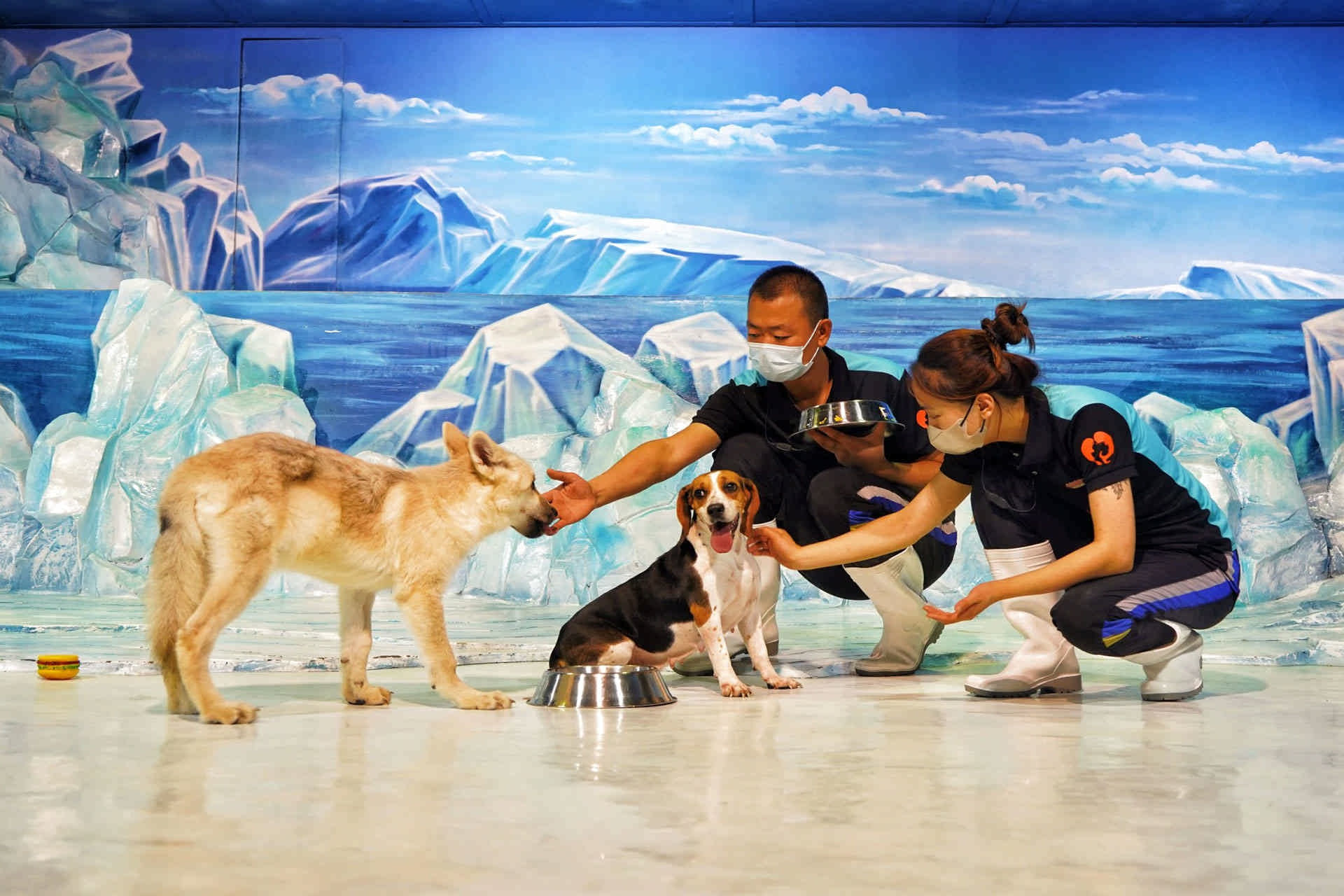 اولین گرگ شبیه‌سازی شده جهان در چین متولد شد