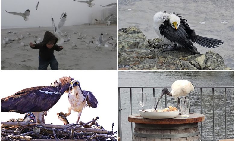 تصاویر خنده‌دار از پرندگان که به اشتباه ثبت شده‌اند
