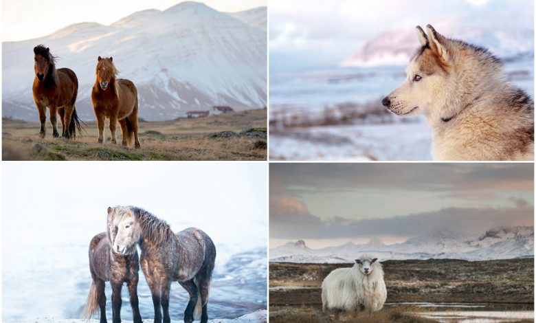 تصاویر چشم‌نواز حیوانات در مناظر زمستانی ایسلند