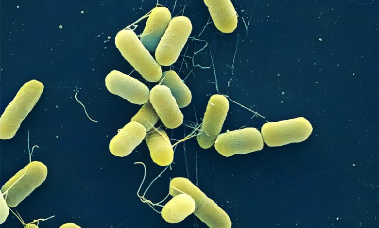 حل معمای ۵۰ ساله؛ دانشمندان نحوه حرکت باکتری‌ها را کشف کردند