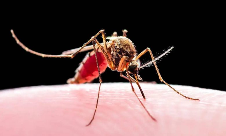 دانشمندان در کارآزمایی جدیدی از پشه‌ها برای تحویل واکسن مالاریا استفاده کردند