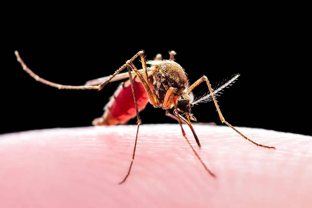 دانشمندان در کارآزمایی جدیدی از پشه‌ها برای تحویل واکسن مالاریا استفاده کردند