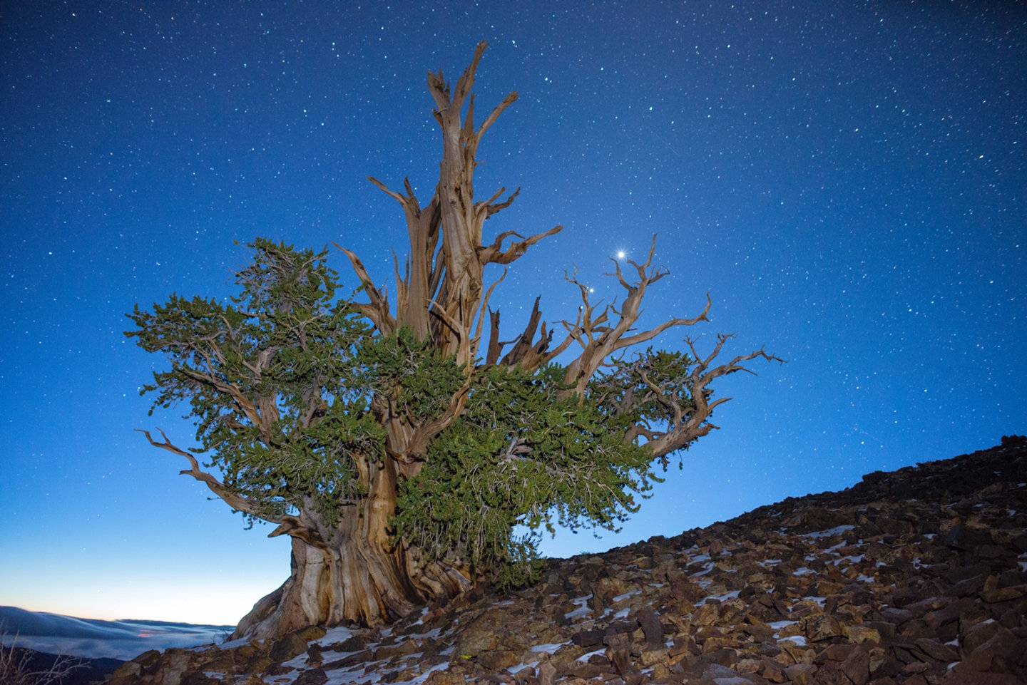 در کالیفرنیا درخت کاجی زندگی می‌کند که ۴۸۰۰ سال عمر دارد