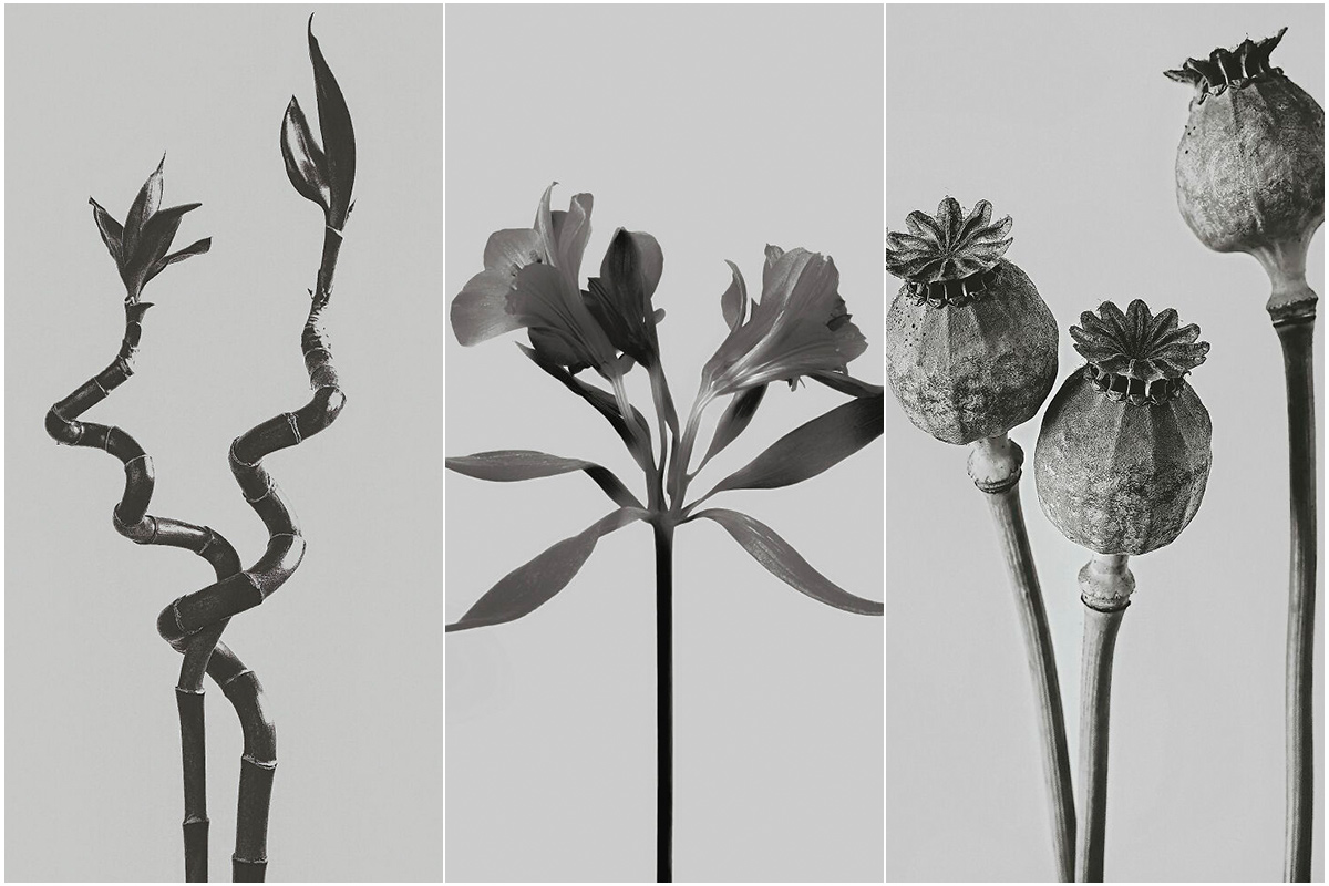 مجموعه عکس مونوکروم از گل‌ها و گیاهان