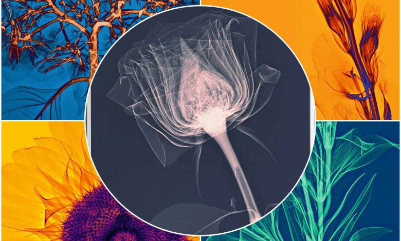 نتیجه دیدنی تصویربرداری از گل‌ها و گیاهان با اشعه ایکس
