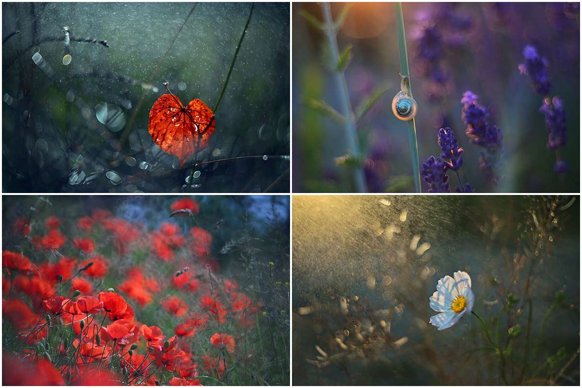 تصاویر بوکه‌ی زیبا از طبیعت در سه فصل اول سال