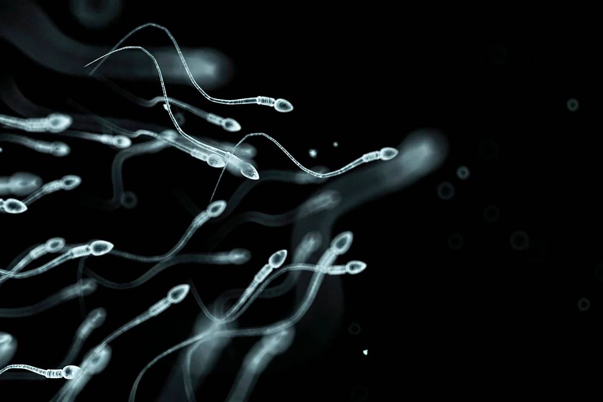 تعداد اسپرم مردان در سراسر جهان در حال کاهش است