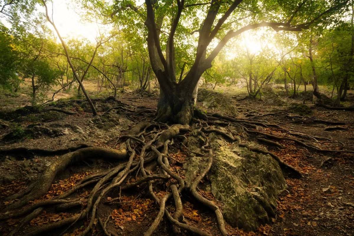شبکه جنگل‌گستر؛ آیا درختان زیر زمین با هم صحبت می‌کنند؟