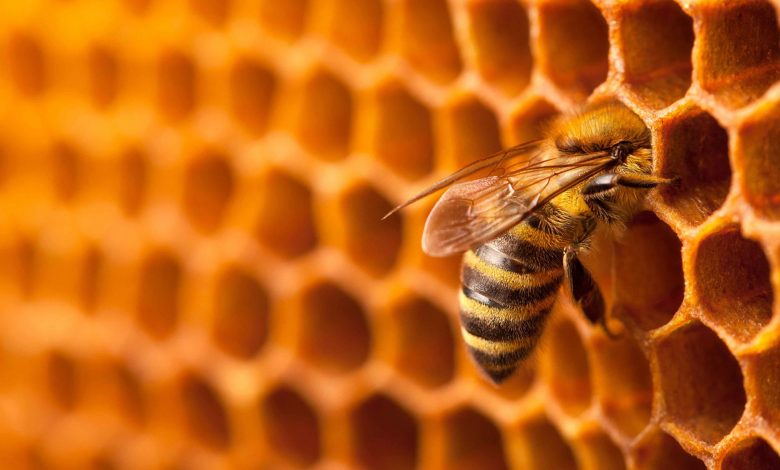 طول عمر زنبور عسل ممکن است درمقایسه‌با پنجاه سال گذشته نصف شده باشد