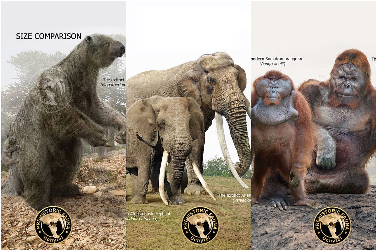تصاویر جذاب از تفاوت اندازه بین حیوانات ماقبل تاریخ و نوادگان مدرن آن‌ها