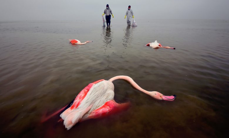 تصویر تلخ فلامینگوهای تلف‌شده در تالاب میانکاله، برنده مسابقه عکاسی محیط زیست سال شد