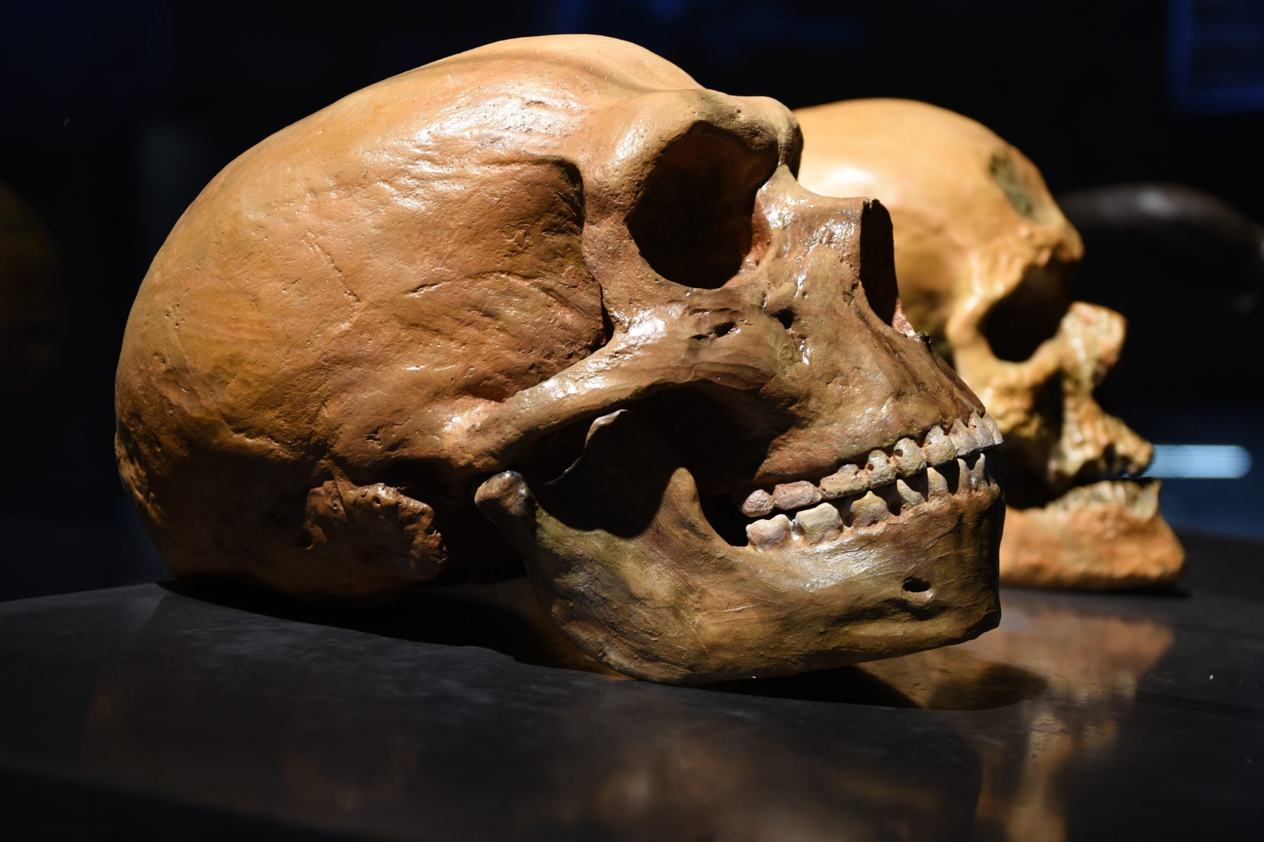 دانشمندان از وجود ارتباطی عجیب بین دندان‌ها و تکامل بارداری خبر می‌دهند
