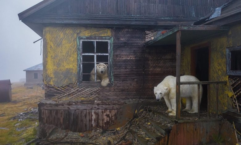 عکس خرس‌های قطبی در دهکده متروکه، برنده عنوان «عکاس طبیعت سال ۲۰۲۲» شد