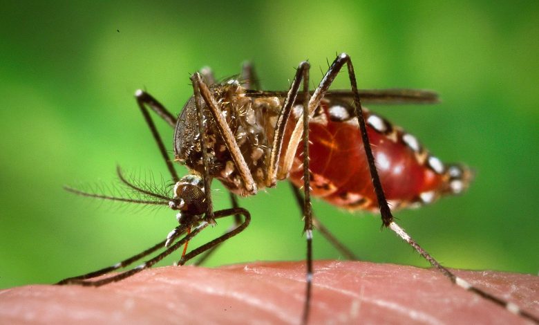 پشه علیه پشه؛ استراتژی جدید دانشمندان برای کاهش جمعیت پشه‌های ناقل بیماری