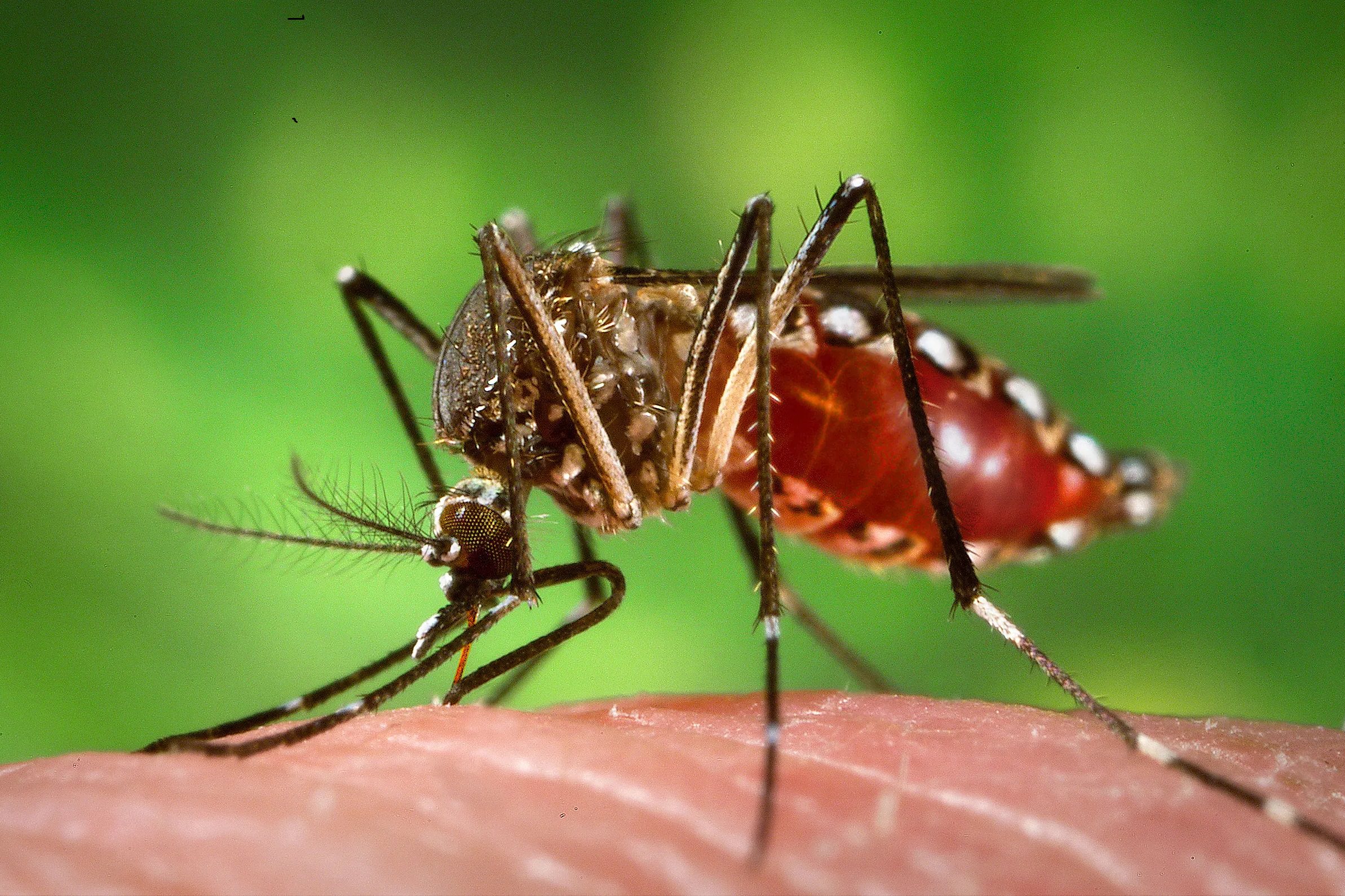پشه علیه پشه؛ استراتژی جدید دانشمندان برای کاهش جمعیت پشه‌های ناقل بیماری