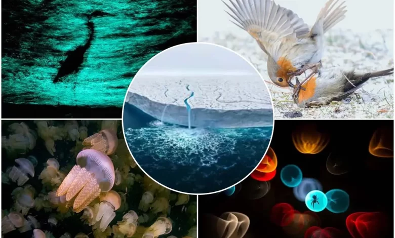برندگان مسابقه عکاسی طبیعت ۲۰۲۳ شما را شگفت‌زده خواهند کرد