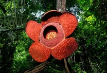 بزرگ‌ترین و بدبوترین گل جهان در معرض خطر انقراض است