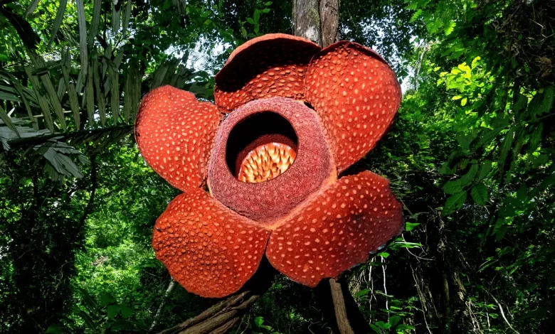 بزرگ‌ترین و بدبوترین گل جهان در معرض خطر انقراض است